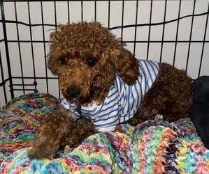 Poodle (Toy) Puppy for sale in SPRING, TX, USA