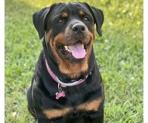 Mother of the Rottweiler puppies born on 03/06/2024