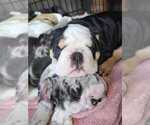 Small Photo #3 English Bulldog Puppy For Sale in ARGYLE, TX, USA