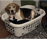 Small #1 Beagle