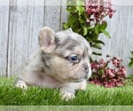 Small #9 French Bulldog