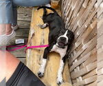 Small #5 American French Bull Terrier