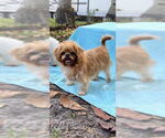 Small #2 Shih Tzu