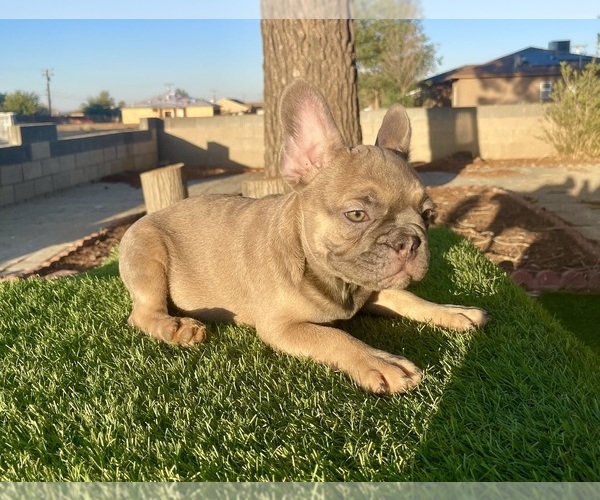 Medium Photo #7 French Bulldog Puppy For Sale in TUCSON, AZ, USA