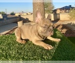 Small #6 French Bulldog