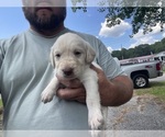 Small #6 Labradoodle