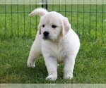 Small Photo #5 Golden Retriever Puppy For Sale in NUNN, CO, USA