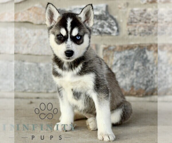 Medium Photo #1 Gerberian Shepsky Puppy For Sale in HONEY BROOK, PA, USA