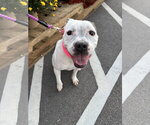 Small Photo #6 Bullboxer Pit Puppy For Sale in Holly Springs, NC, USA