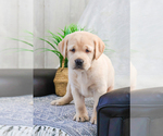 Small Labrador Retriever