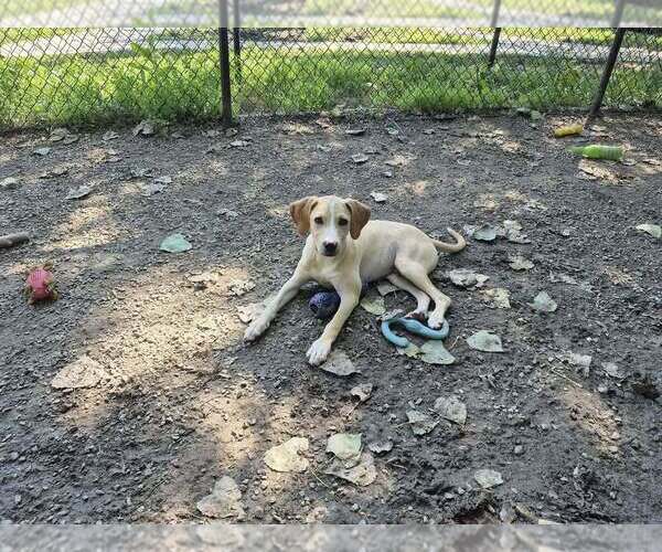 Medium Photo #2 Mutt Puppy For Sale in Elmsford, NY, USA
