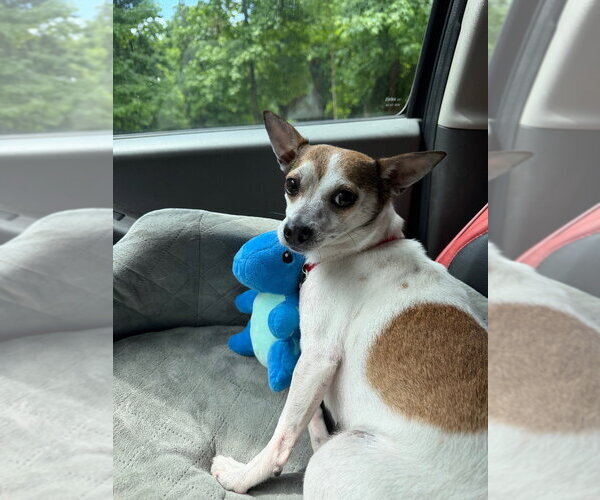 Medium Photo #6 Chihuahua-Unknown Mix Puppy For Sale in Ellijay, GA, USA