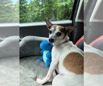Small #5 Chihuahua Mix