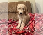 Small #5 Goldendoodle