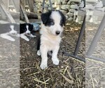 Puppy Eyes ofthe Wrld Border Collie