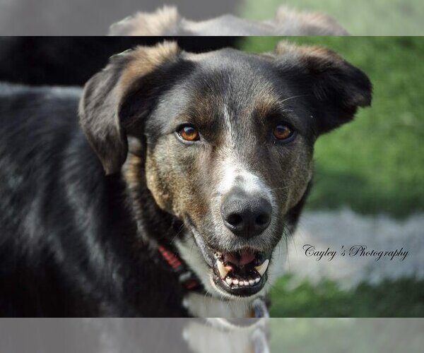 Medium Photo #2 Border Collie-Unknown Mix Puppy For Sale in Highland, IL, USA