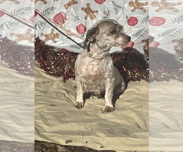 Medium Photo #3 Havanese Puppy For Sale in HOPKINSVILLE/PRINCETON, KY, NH, USA