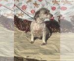 Small #2 Havanese