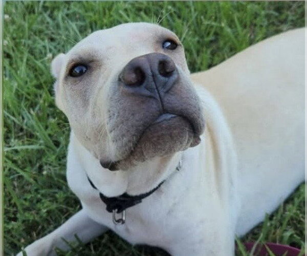 Medium Photo #3 Labrador Retriever-Unknown Mix Puppy For Sale in Macon, MO, USA