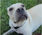 Small #2 Labrador Retriever Mix