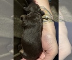 Small #7 Chiweenie