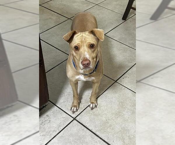 Medium Photo #2 Labrador Retriever Puppy For Sale in Houston, TX, USA