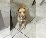 Small #1 Labrador Retriever