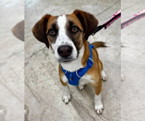 Mutt Dogs for adoption in Fairfax, VA, USA