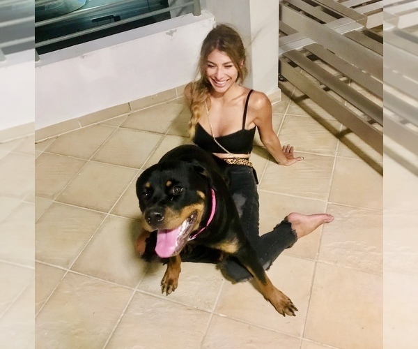 Medium Photo #12 Rottweiler Puppy For Sale in MIAMI, FL, USA