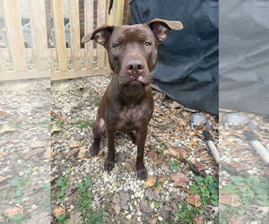 Chinese Shar-Pei-Labrador Retriever Mix Dogs for adoption in Holly Springs, NC, USA