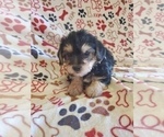 Small #8 Morkie-Yorkshire Terrier Mix
