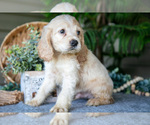 Small Photo #10 Cocker Spaniel Puppy For Sale in SEAMAN, OH, USA
