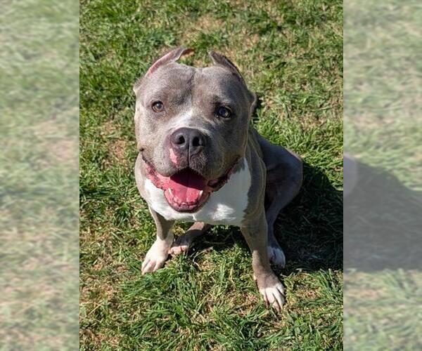 Medium Photo #1 American Staffordshire Terrier-Unknown Mix Puppy For Sale in Plano, TX, USA