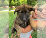 Puppy sable female German Shepherd Dog