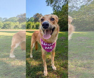 Butterscotch - Female Labrador Retriever Dog for Adoption - Photo #4