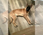 Small #2 Mutt