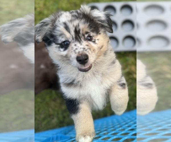 Medium Photo #3 Australian Shepherd-Miniature Australian Shepherd Mix Puppy For Sale in PETERSBURG, IL, USA