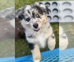 Small #2 Australian Shepherd-Miniature Australian Shepherd Mix