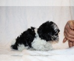 Small #31 ShihPoo