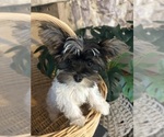 Small #1 Yorkshire Terrier