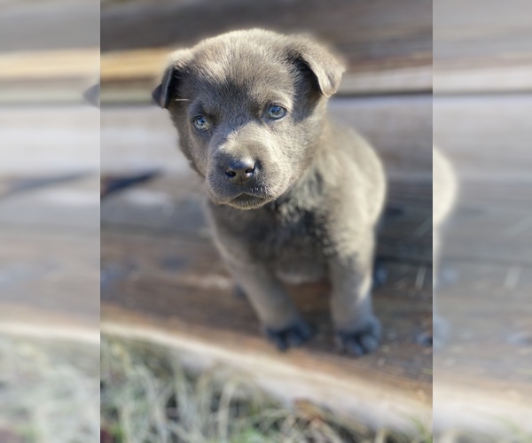 Medium Photo #3 Labrador Retriever Puppy For Sale in STREETMAN, TX, USA