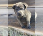 Small Photo #3 Labrador Retriever Puppy For Sale in STREETMAN, TX, USA