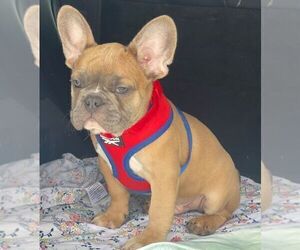 French Bulldog Puppy for sale in POWDER SPRINGS, GA, USA