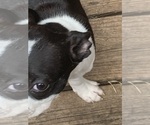 Small #5 Boston Terrier