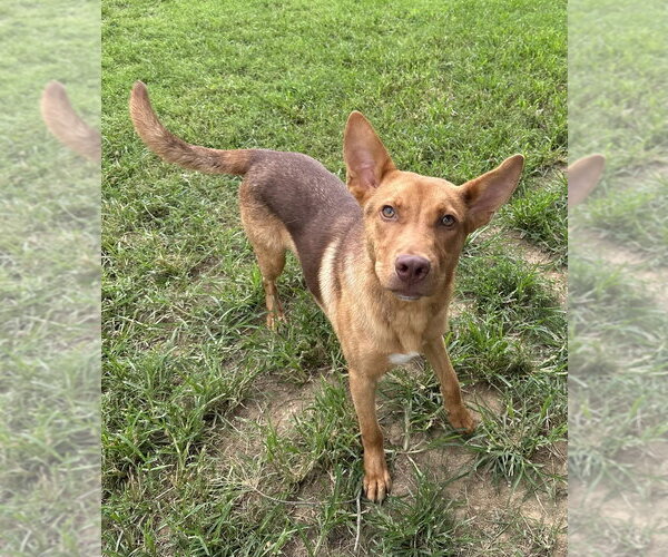 Medium Photo #4 Mutt Puppy For Sale in Evansville, IN, USA