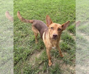 Aerosmith - Male Mutt Dog for Adoption - Photo #4