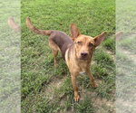 Small #3 Mutt