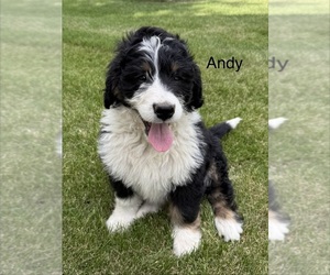 Medium Bernedoodle