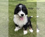 Puppy Andy Bernedoodle