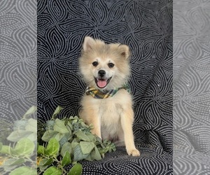 Pomeranian Puppy for sale in CHRISTIANA, PA, USA